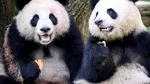 China trimite alți doi urși panda uriași în Statele Unite, într-o nouă manifestare a „diplomației panda”