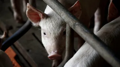 EXTERNE ONU avertizează: tot mai multe antibiotice ar putea fi folosite în fermele care produc hrana noastră