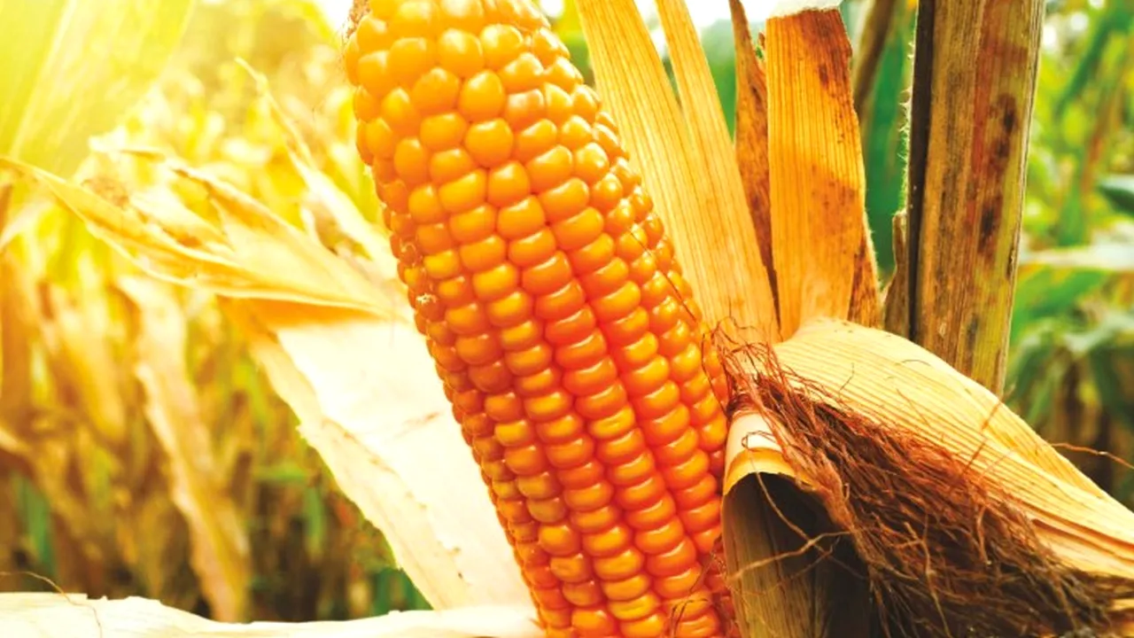 Fermierii își sporesc în mod sustenabil productivitatea la porumb și floarea-soarelui cu ajutorul produselor biologice