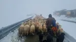 Transalpina: Drumarii au creat un culoar pentru ciobanii care au rămas pe munte