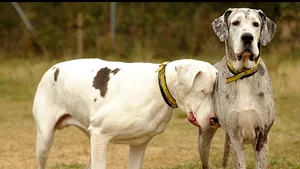 Poveste emoţionantă: Un câine orb, ajutat de un alt câine