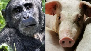 FOTO. Cum arată primul hibrid între maimuţă şi porc, creat de oamenii de ştiinţă chinezi