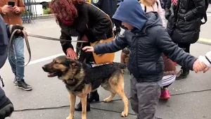 Doi câini ai Jandarmeriei, aniversaţi de Ziua Naţională. La ce sunt folosiţi Samir şi Zuzi. VIDEO