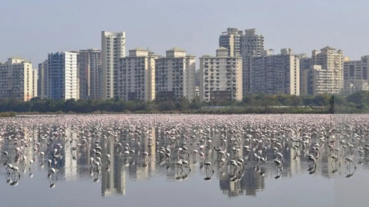 Cerul devine roz în Mumbai. O ”armată” de flamingo au invadat oraşul, în urma măsurilor Covid-19 | VIDEO