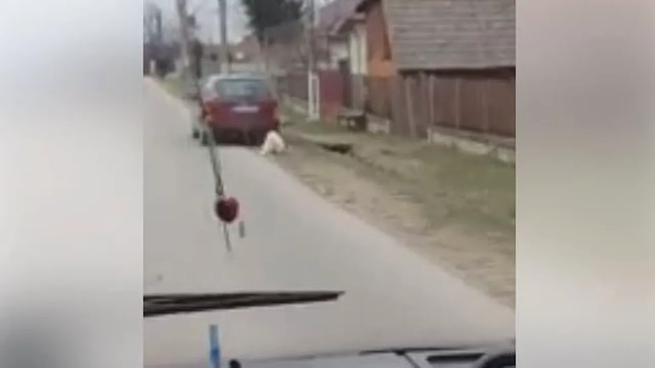 Faptă abominabilă. Viceprimarul unei comune din Argeş, filmat în timp ce trage cu maşina un câine - VIDEO