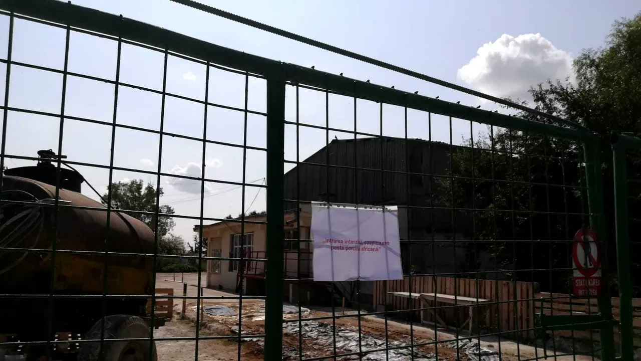 Efectele pestei porcine: Pierderi de milioane de euro, şomaj în creştere şi afaceri distruse în Brăila | GALERIE FOTO