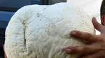 O ciupercă uriașă, înaltă de jumătate de metru, a fost descoperită în China. Localnicii o consumau fără să știe ce este