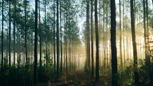 Brazilia devine prima țară care investește în fondul forestier global de 125 miliarde dolari