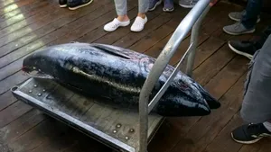Captură rară în apele Croației. Pescarii au prins un ton roșu de 160 de kilograme