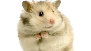 Celule spermatice obţinute din celule suşă, folosite cu succes la fertilizarea şoarecilor sterili