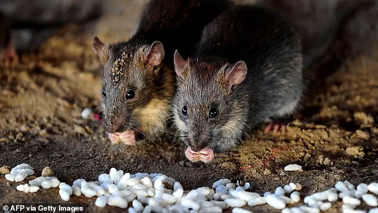 Infecţie cu hantavirus, în România. Un bărbat a fost diagnosticat cu boala foarte rară şi a fost internat, în stare gravă 