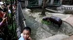 Un bărbat a fost arestat după ce a intrat în țarcul hipopotamului pigmeu Moo Deng de la grădina zoologică din Thailanda