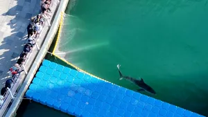 Un rechin salvat dintr-un canal portuar refuză să plece în larg. Localnicii și-l doresc înapoi