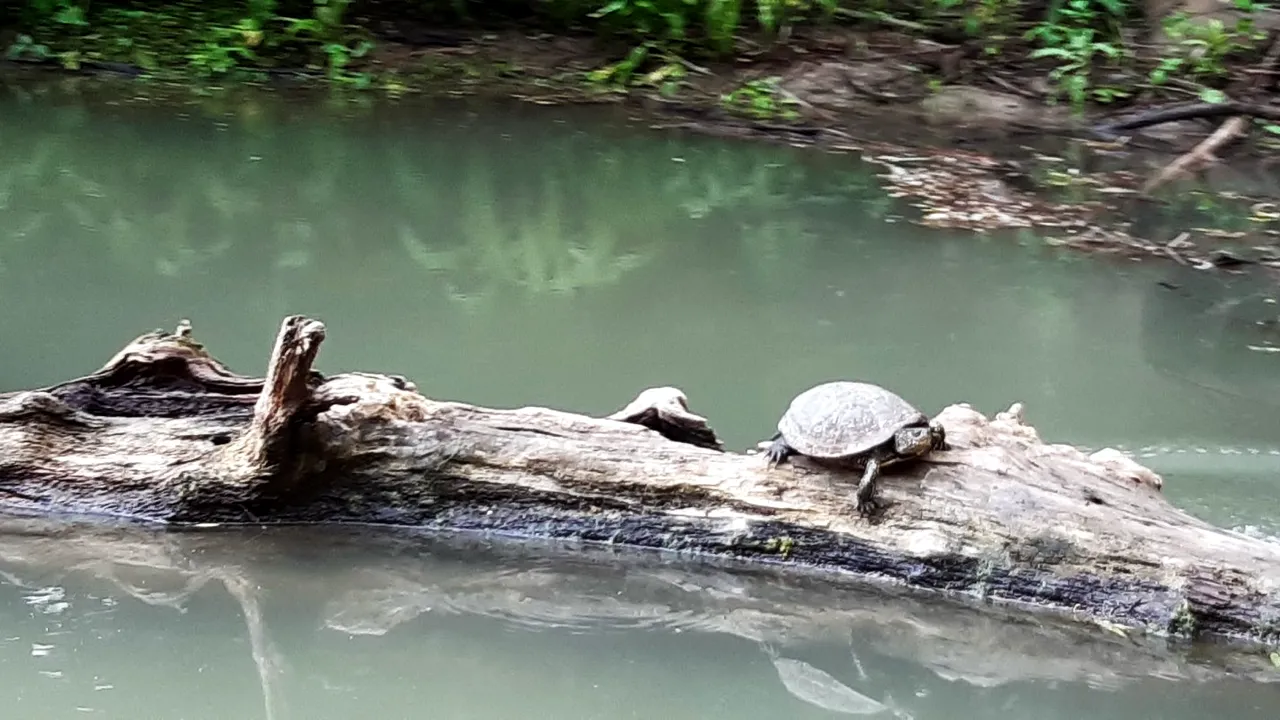 Broaşte ţestoase de apă, observate pe canalul Litcov din Delta Dunării FOTO