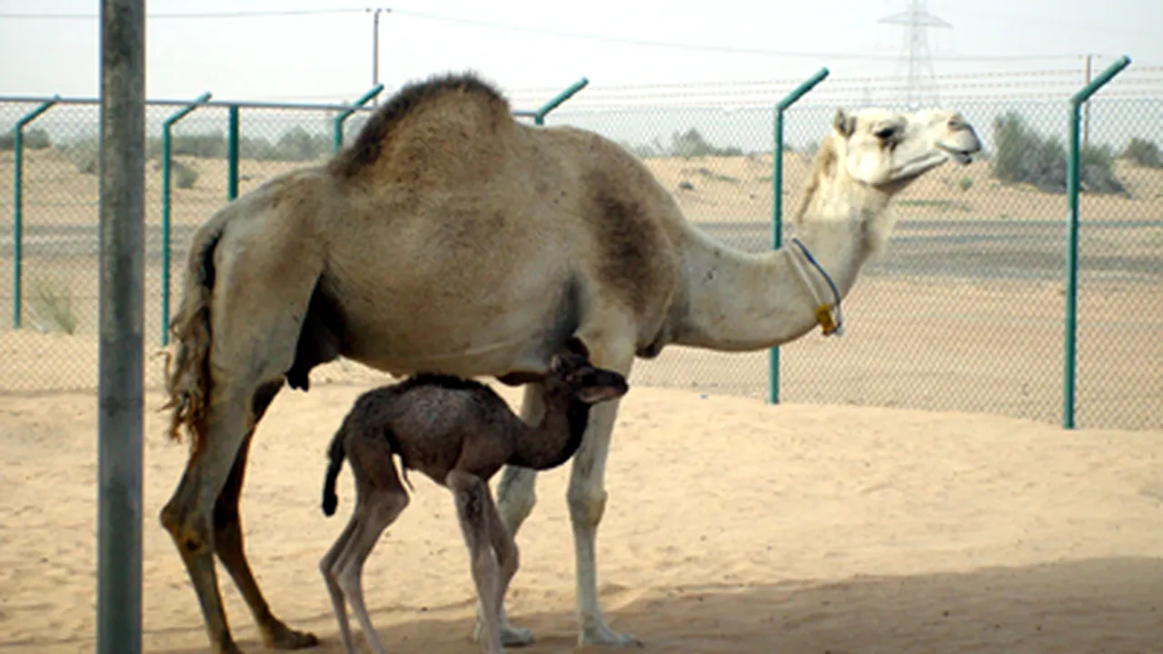 Primul dromader clonat din lume, în Dubai