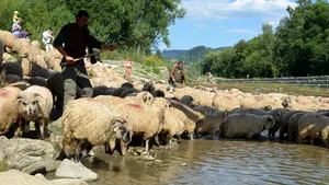 O maşină în care erau doi studenţi morţi, găsită de un cioban în Sibiu - FOTO