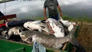 FOTO | A fost demarată o anchetă a Gărzii de Mediu Alba după ce sute de peşti au fost găsiţi morţi într-un râu din Apuseni 