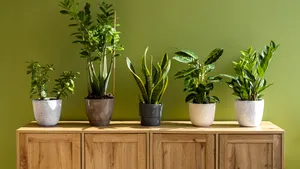 De ce plantele tale de interior nu cresc. Expertul care a identificat greșeala pe care o fac toți