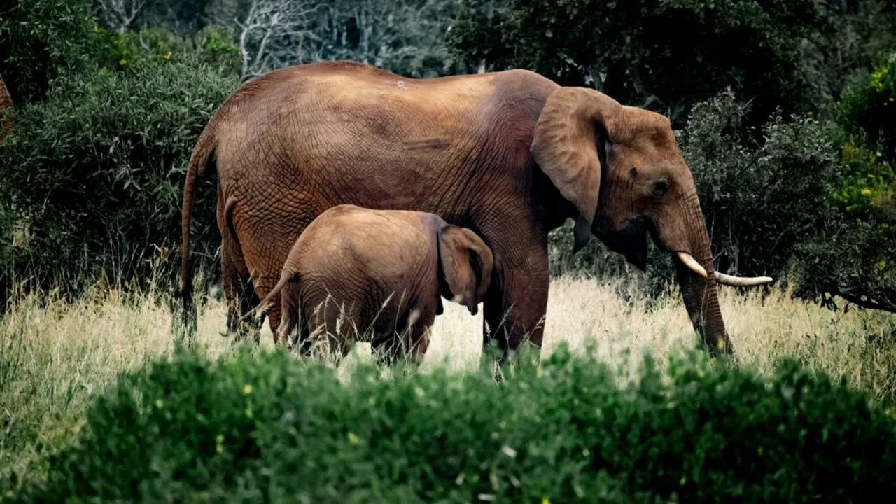 Elefanții din Thailanda, vaccinați contraceptiv de autorități. Vaccinul poate opri gestația până la 7 ani