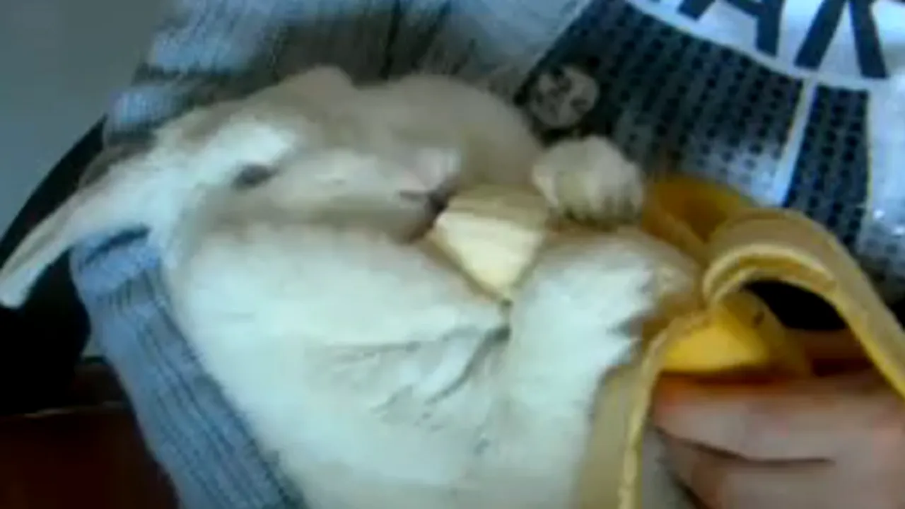 Un iepure aşa cum nu ai mai văzut. Cum mănâncă uriaşul alb o banană - VIDEO