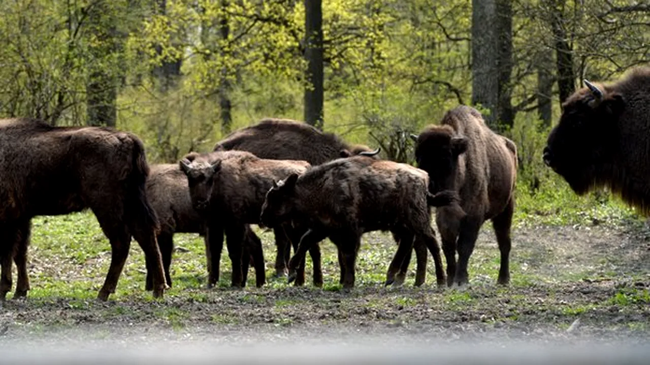 REPORTAJ: Zimbrăria Neagra, cea mai mare din ţară, ar putea fi extinsă pentru că animalele nu mai au loc. Care este taxa de vizitare a rezervaţiei - FOTO
