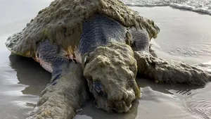 Cea mai rară broască țestoasă marină din lume a fost salvată în SUA