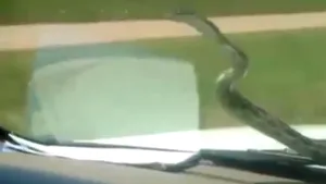 Cu şarpele pe parbriz. Cum au mers doi tineri cu o reptilă prinsă în ştergătoarele maşinii - VIDEO