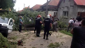 Doi copii şi bunicii lor, răniţi după ce a căzut un copac peste ei