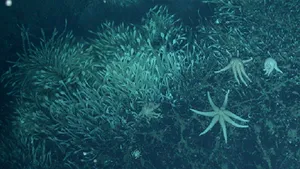 Neozeelandezii cer protecţia fructelor de mare. Prinderea lor perturbă ecosistemele şi conduce unele specii spre dispariţie