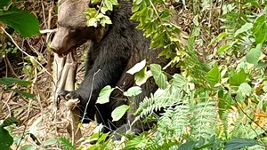 Pui de urs prins într-un laţ. Intervenţie dificilă pentru jandarmi din cauza unei ursoaice agresive