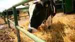 Vaci din SUA, contaminate cu o nouă formă de gripă aviară. Reprezintă un risc şi pentru oameni