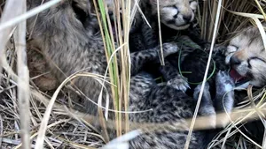 Gheparzii se întorc în India după 70 de ani de când animalele au fost declarate oficial dispărute