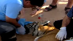 Animale abandonate, fără hrană şi fără apă, la grădina zoologică din Tripoli - VIDEO