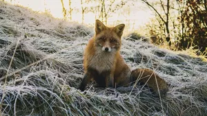 Marile companii din domeniul tehnologiei lansează inițiative împotriva traficului ilegal de animale sălbatice