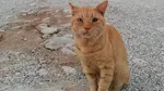 Garfield”, mascota pompierilor români aflați în misiune în Grecia. Motanul a apărut în timpul unei patrulări