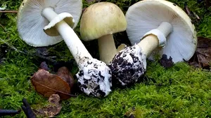 Potenţial antidot pentru toxina din cea mai otrăvitoare ciupercă din lume