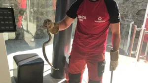 FOTO | Viperă care s-a adăpostit în Muzeul Tezaurului BNR de la Tismana, capturată de salvamontişti