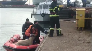 Numărul oilor salvate de pe nava scufundată a crescut. Alte trei nave au venit în ajutor | FOTO