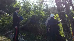 Un român a murit în Italia după ce a fost lovit de un copac doborât de vântul puternic - FOTO