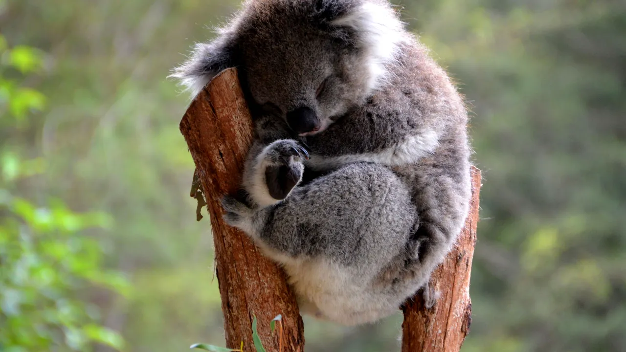 Ursuleţul călător | Un koala a mers 16 kilometri sub o maşină. Şoferul, alertat de plânsetele sale - FOTO