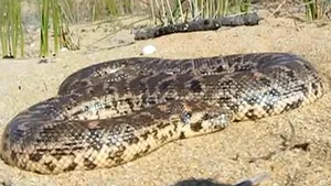 Un bărbat din Harghita, internat la Terapie Intensivă, după ce a fost muşcat de un şarpe