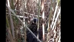 Un exemplar deosebit, de vultur negru a fost salvat în Delta Dunării, după o călătorie de 10 000 km