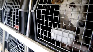 Câini vagabonzi din România, ”importaţi ilegal” în Belgia: Animalele pot suferi de turbare