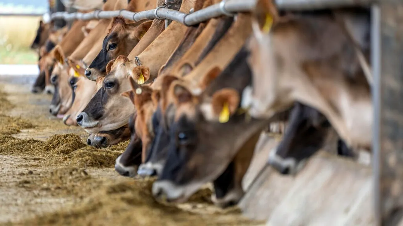 Virusul Shamonda, transmis de la animale la om pentru prima dată. Pacientul a murit la Lyon