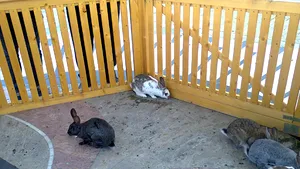 Anchetă în cazul iepuraşilor de Paşti din centrul Aradului, care ar fi fost omorâţi de câini 