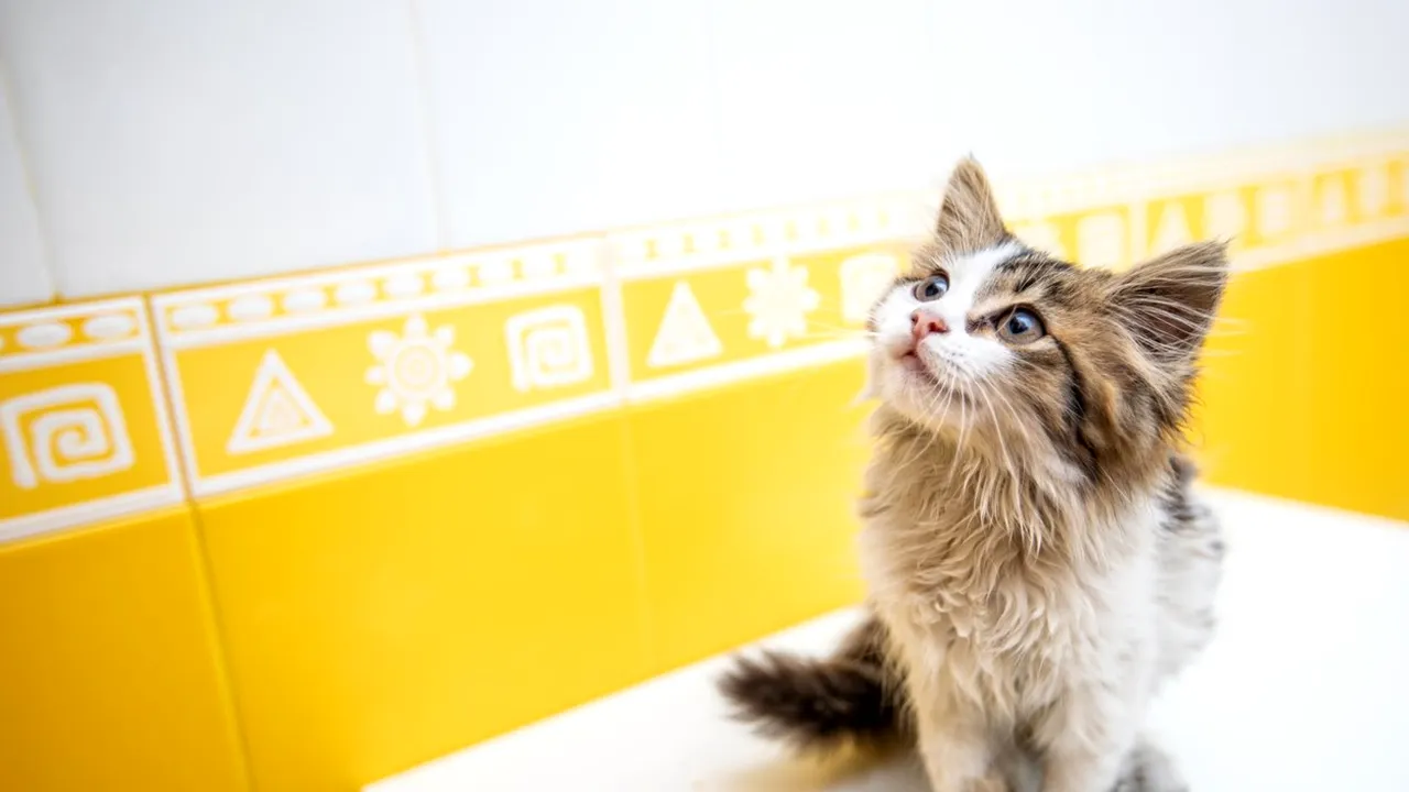 Animalele de companie ar putea fi editate genetic. Legea atrage îngrijorări
