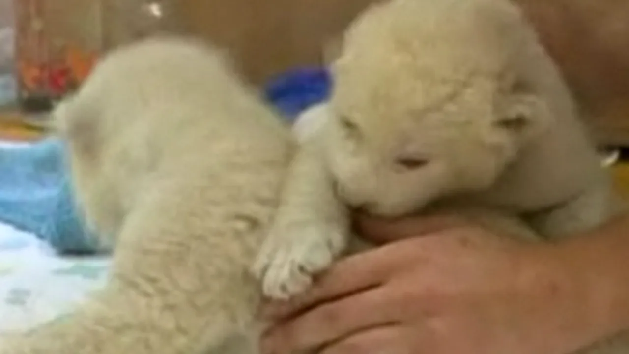 Lei albi la grădina zoologică din Belgrad - VIDEO