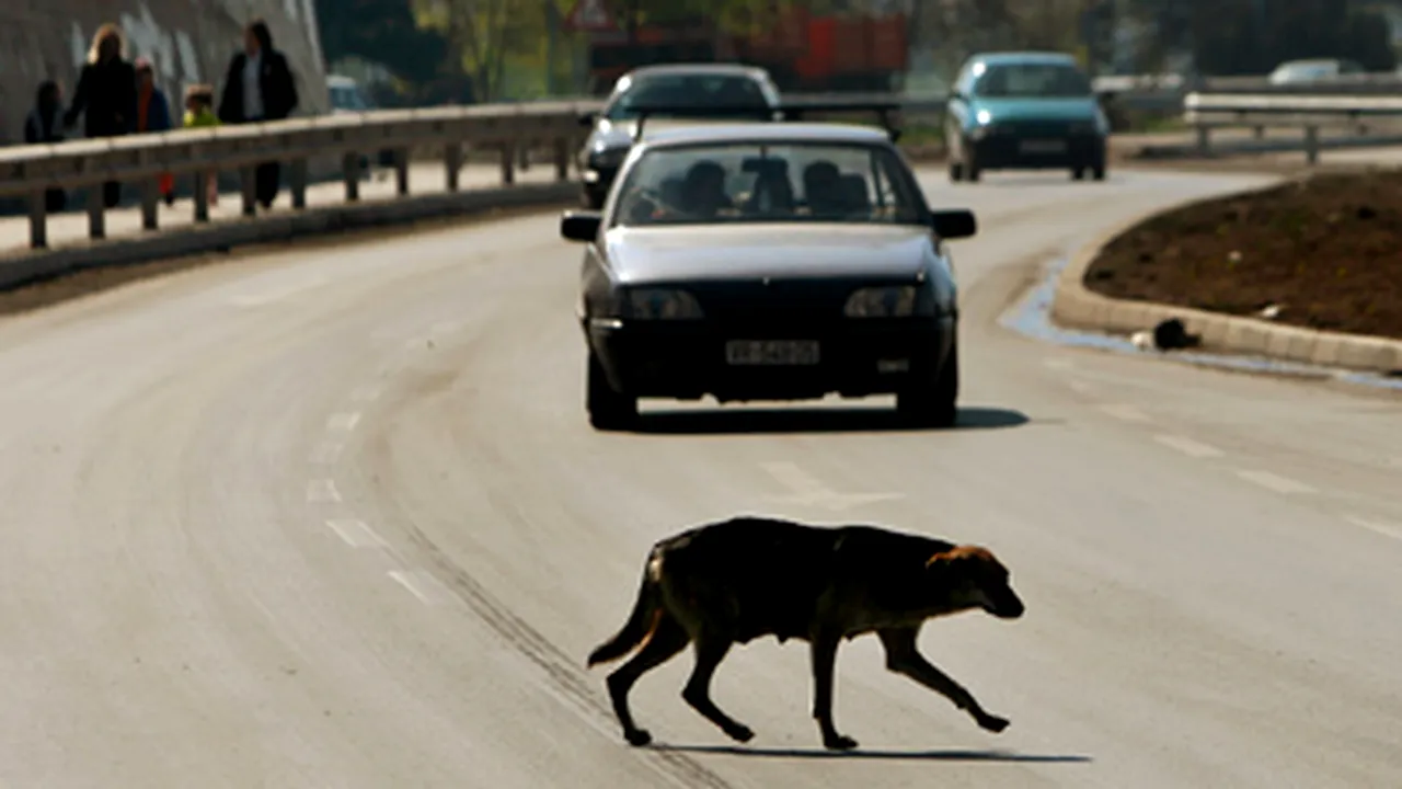 Animalele de casă, victime colaterale ale crizei mondiale