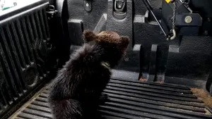 Un pui de urs rănit a fost găsit în zona Piscul Negru de pe Transfăgărăşan