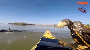 VIDEO Vulturii ştiu să înoate. Doi caiacişti au suprins doi vulturi codalb pe Dunăre